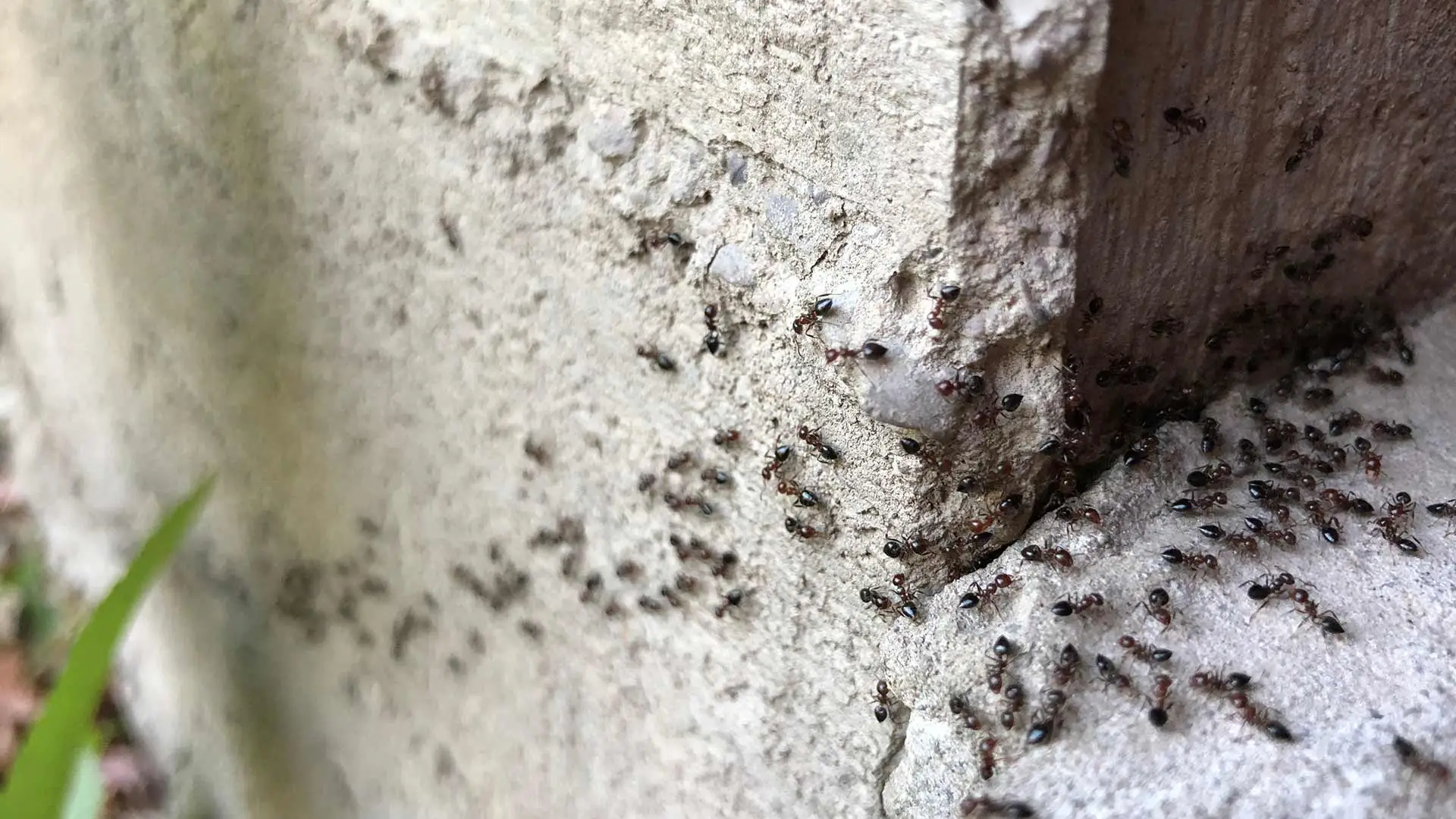Ants infesting a home's foundation in Mansfield, Ohio.