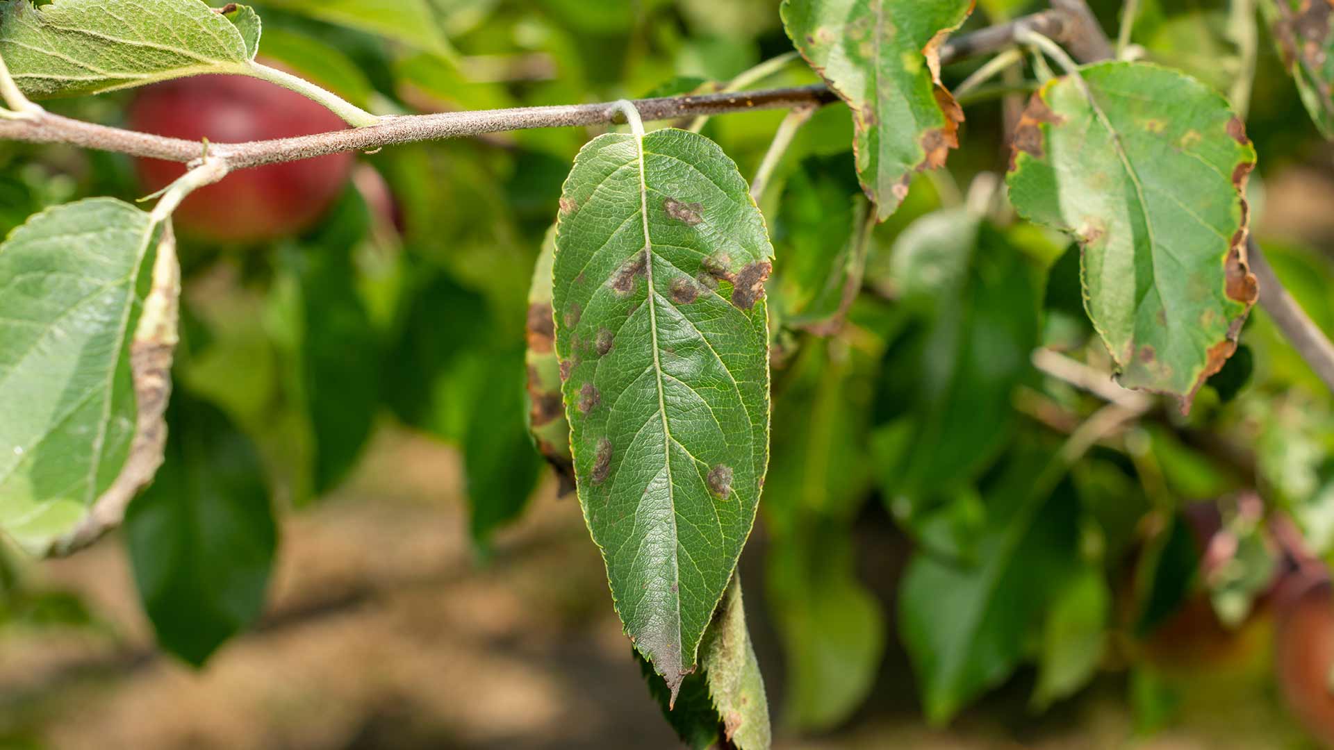 Apple scab tree disease spotted on leaves near Mansfield, Ohio.