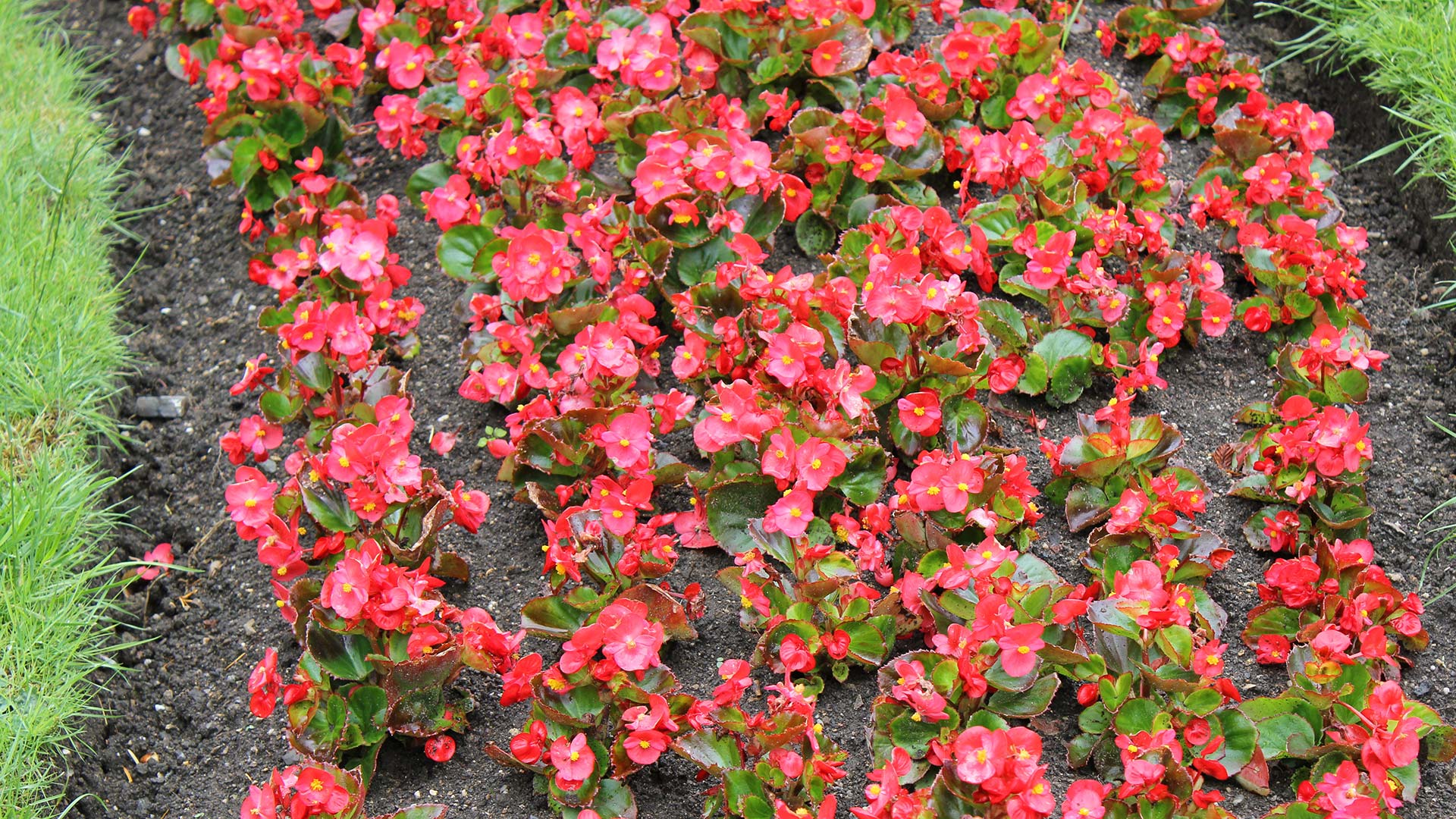 A bed of red flowers in Perrysville, OH.