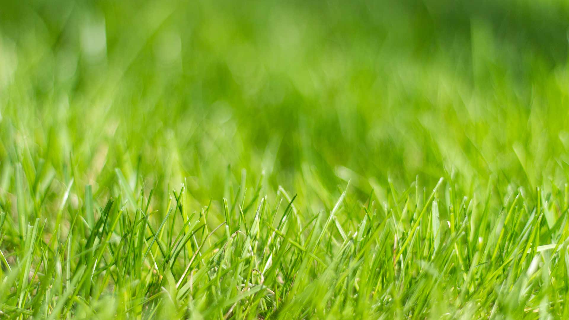 Healthy lawn with regular lawn care services near Shelby, Ohio.