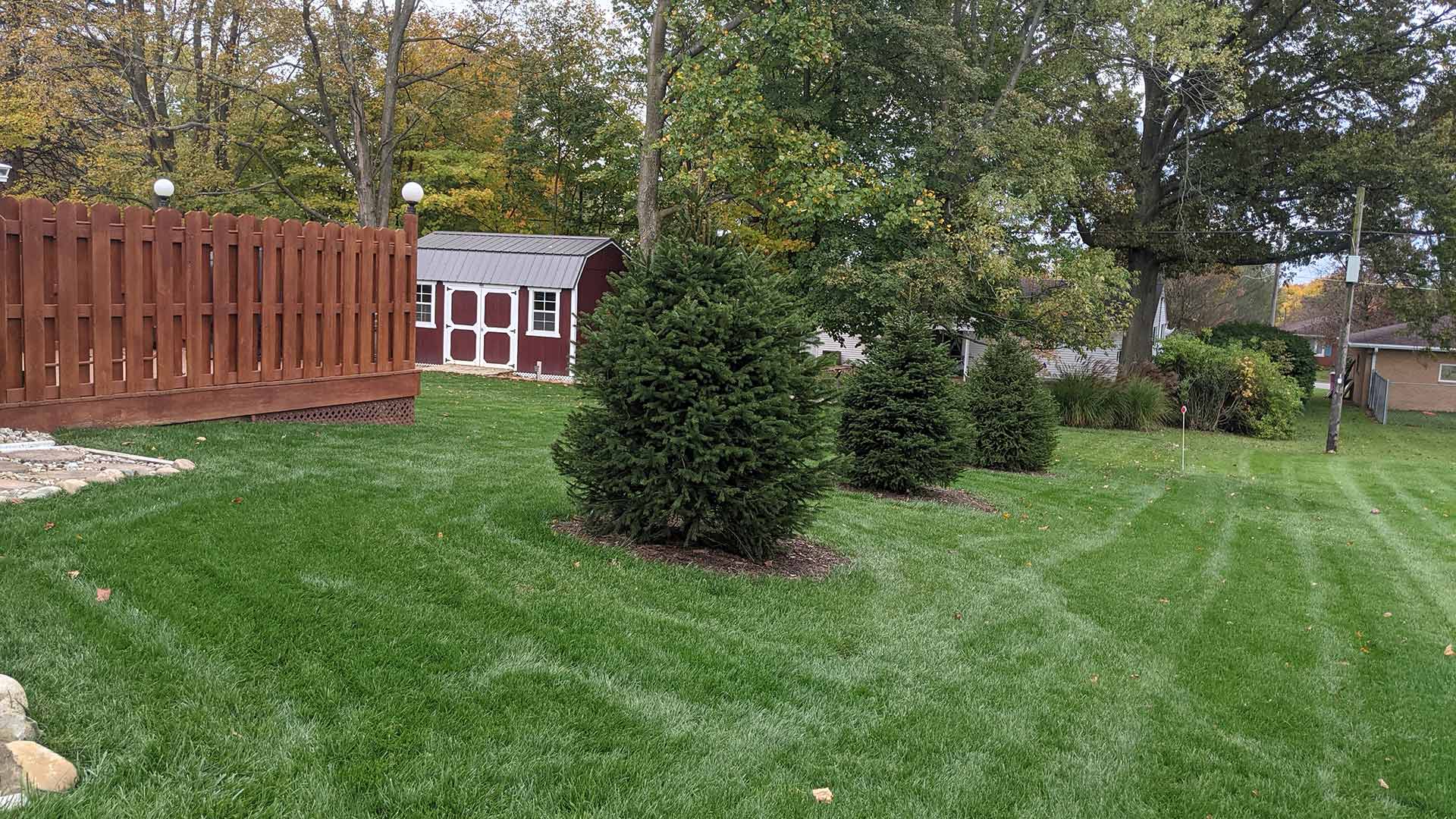 Healthy evergreen trees with fertilization in Mansfield, OH.