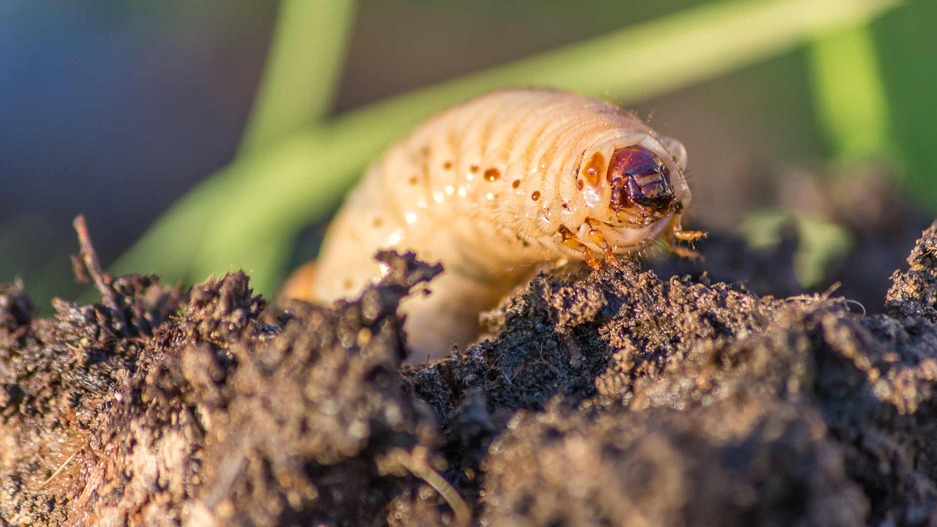 Lawn grub worm emerging from soil at a Mansfield, Ohio property.