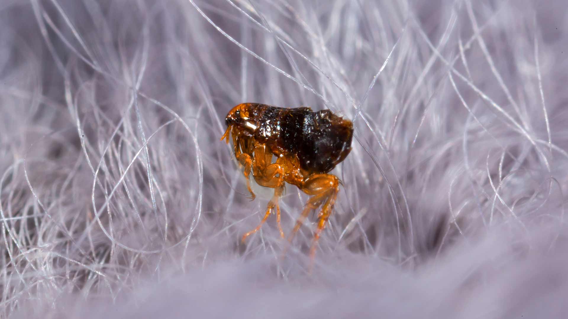 Macro photo of a flea in white fur found outside Mansfield, Ohio.