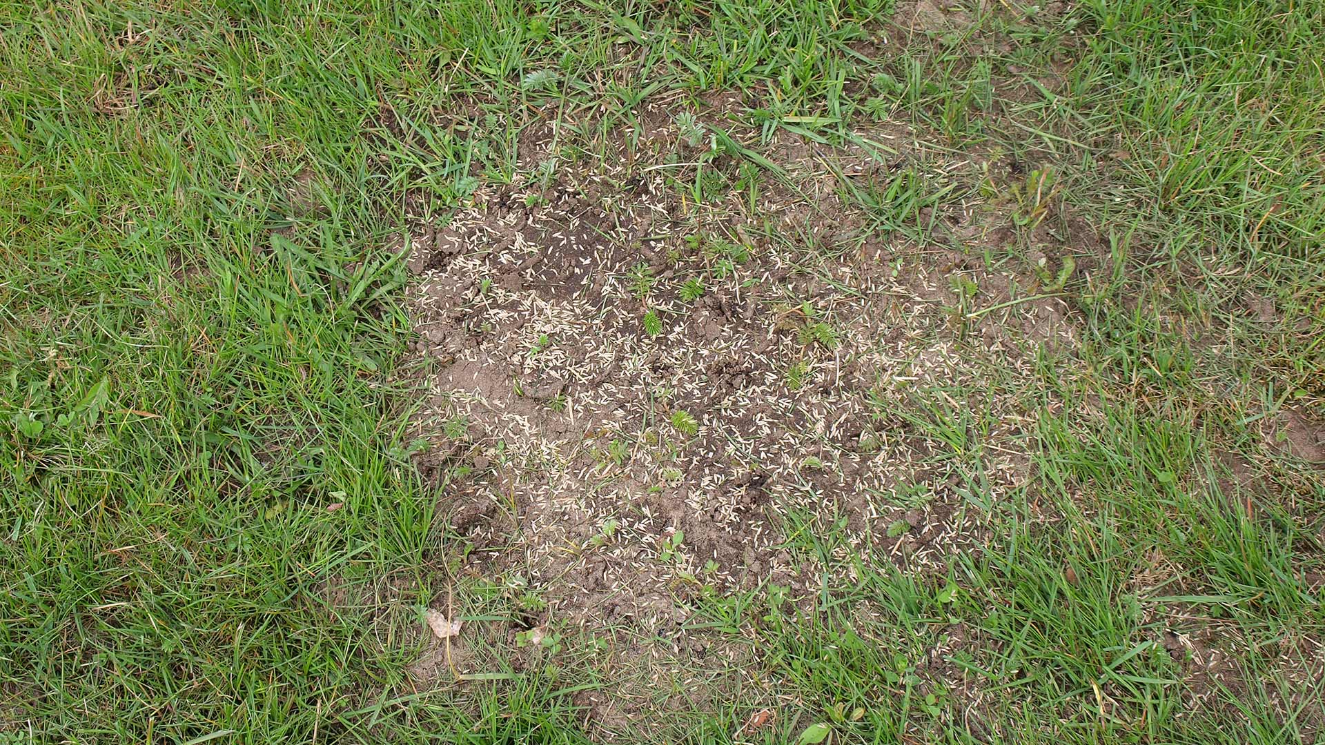 What Time of the Year is Best for Overseeding?