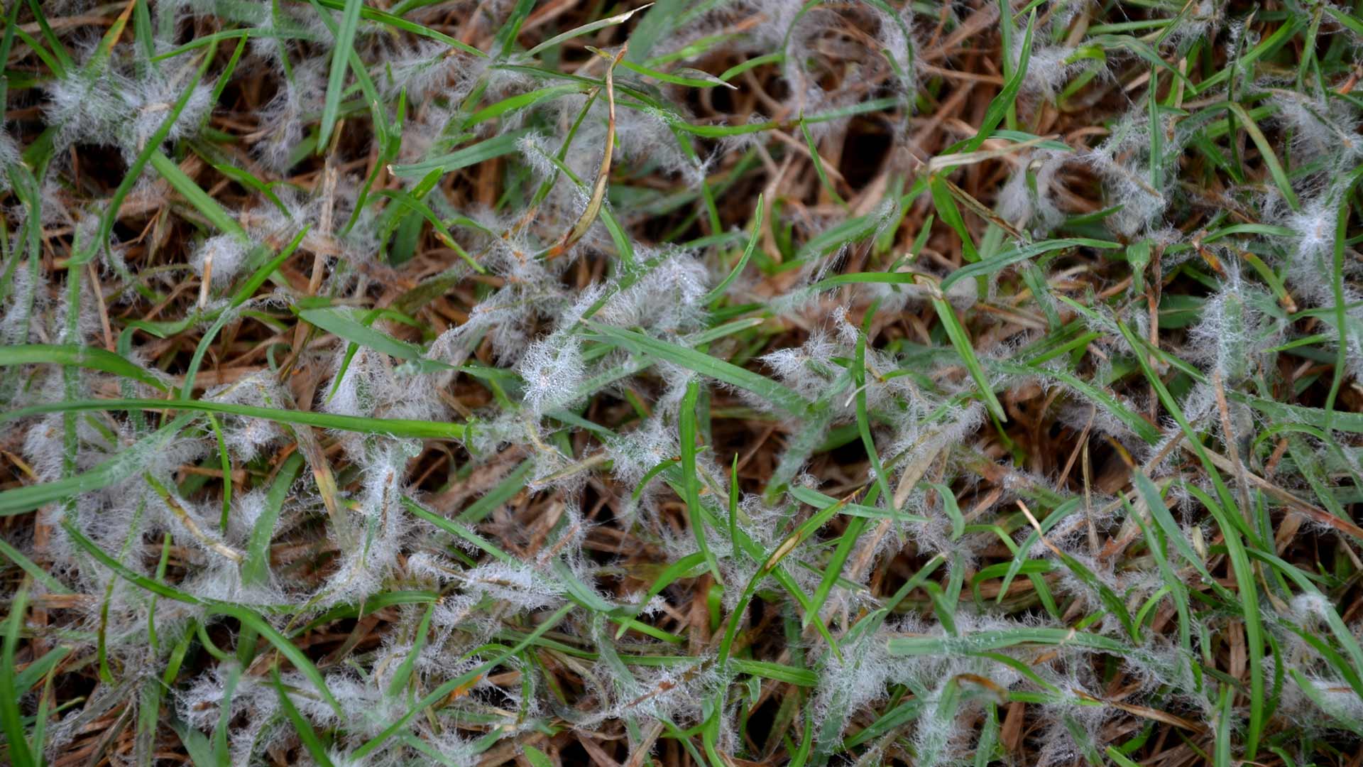 How to Prevent Snow Mold this Winter