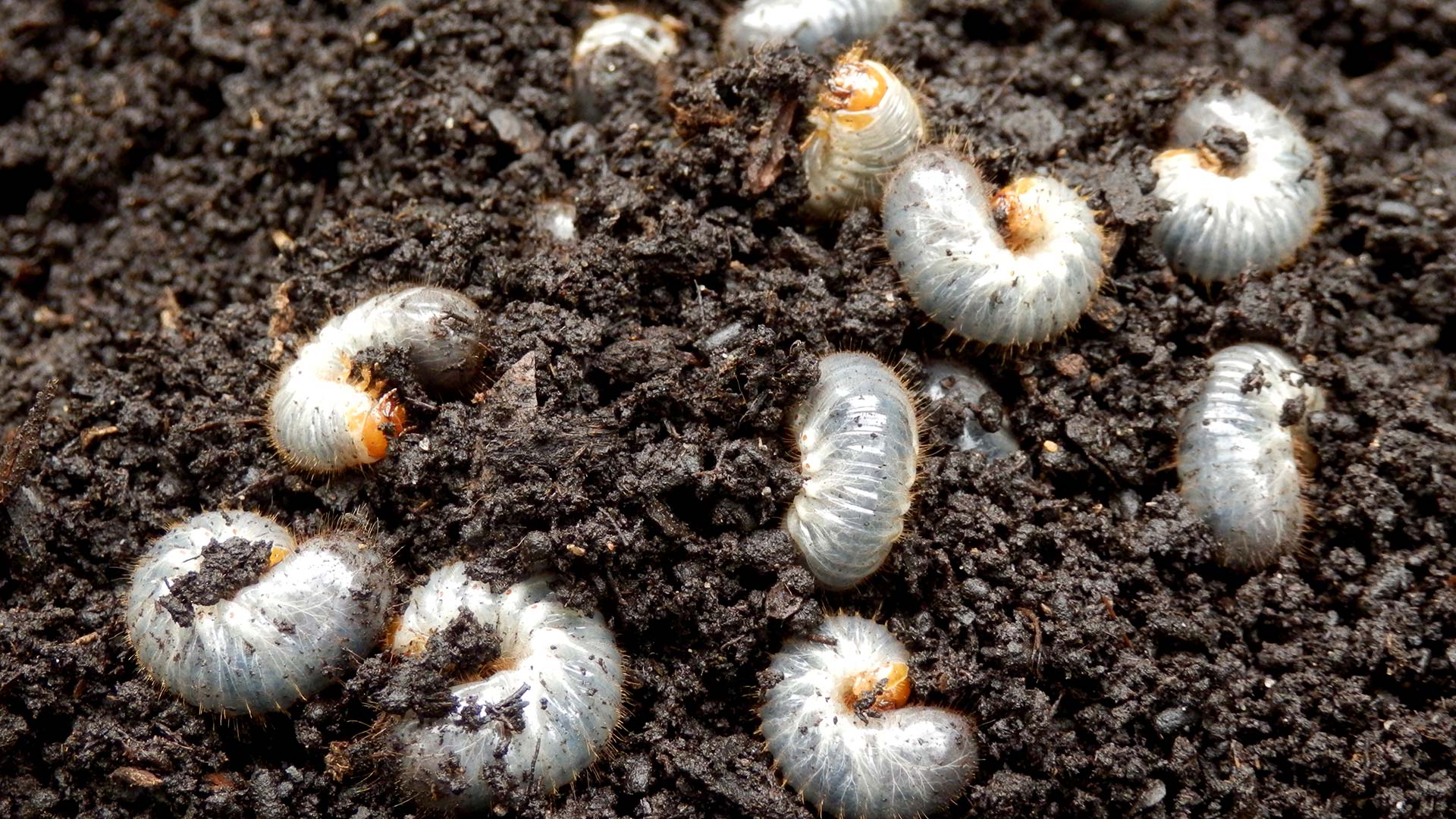 What is a Grub - And How Do They Cause So Much Damage To My Lawn?