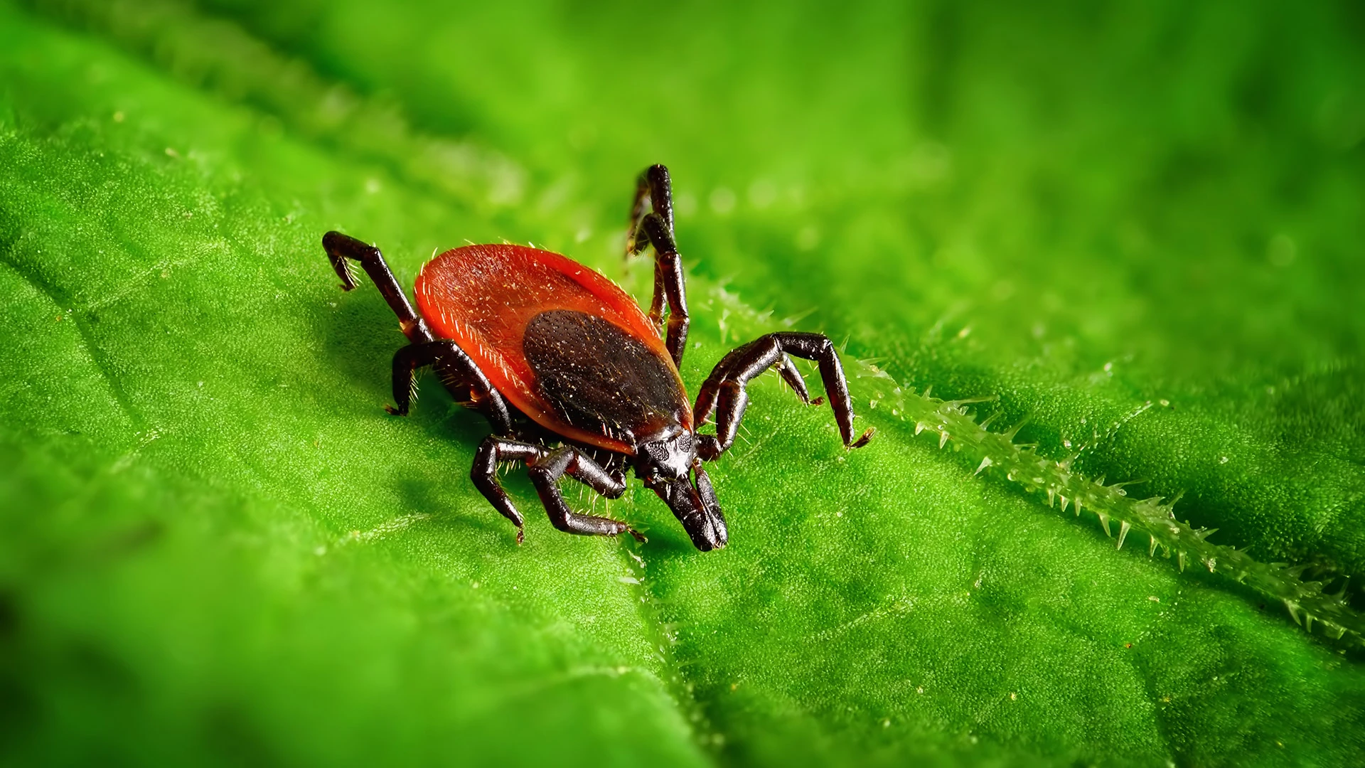 Ticks - What You Need To Know