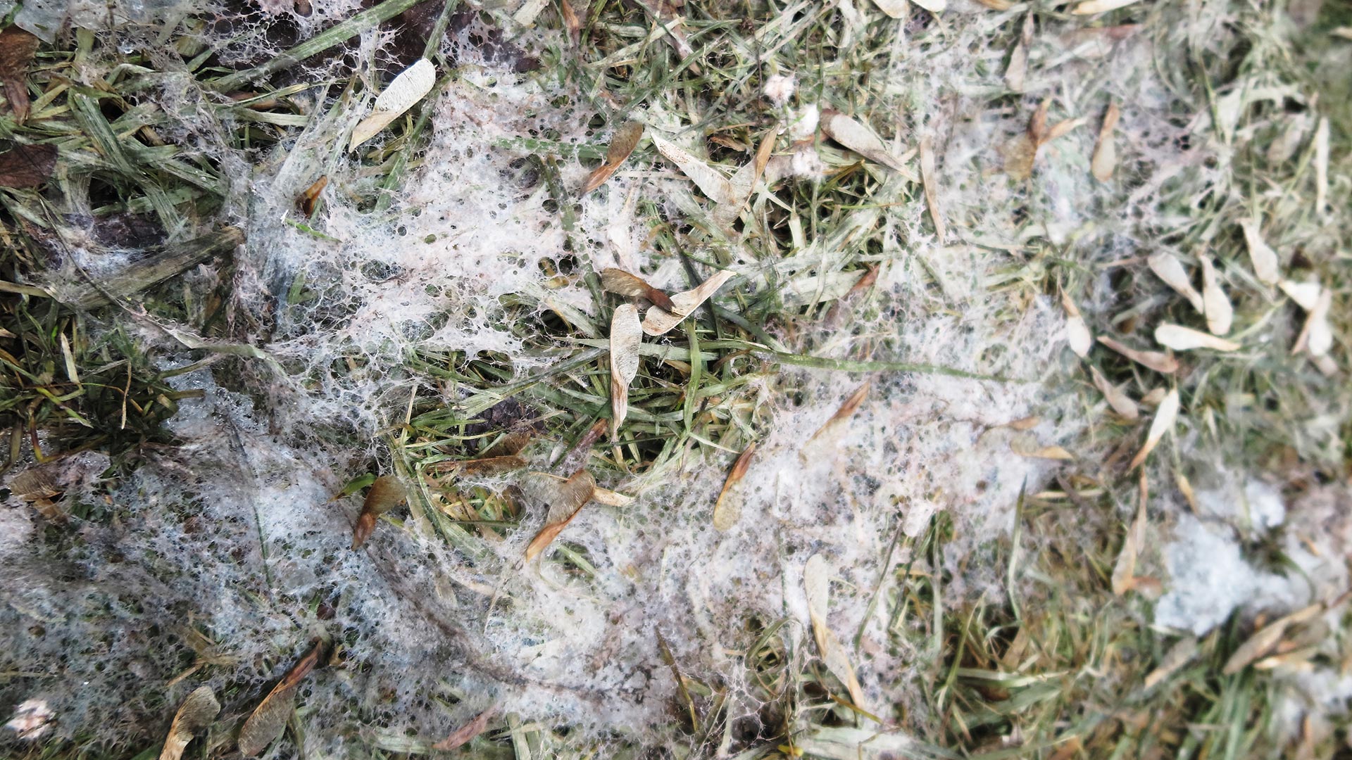 Keep Your Eye Out for These 2 Winter Lawn Diseases