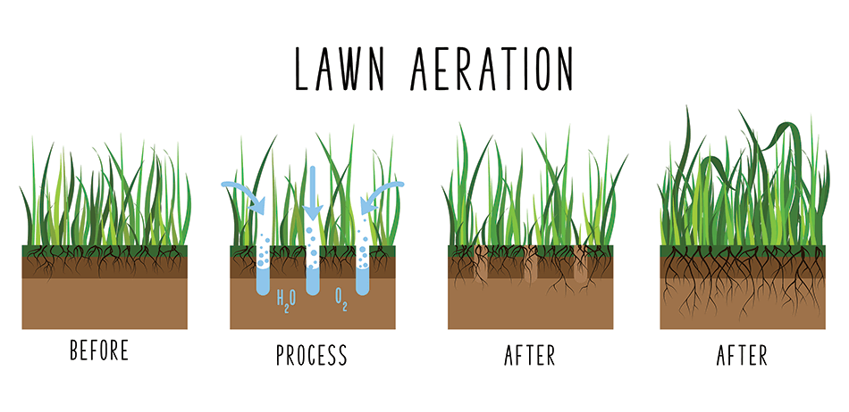 Overseeding After Core Aeration - Is it Really Necessary? | Ohio Green ...