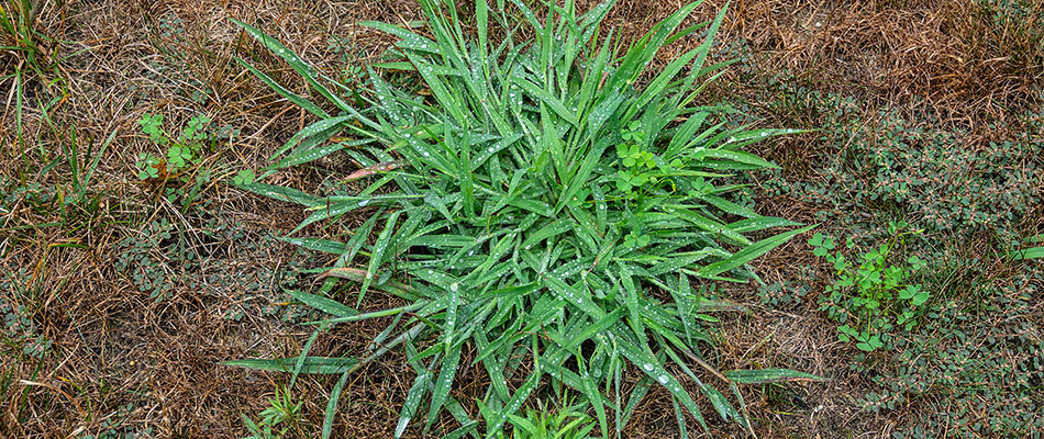 Crabgrass weeds growing on a property in Mansfield, OH.