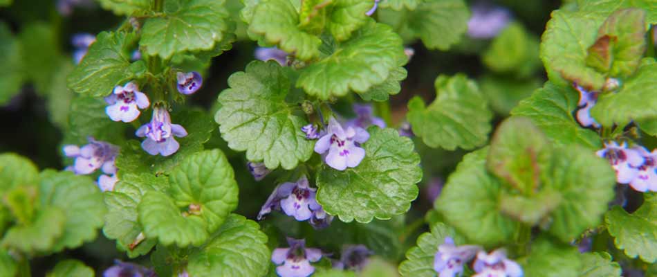 Ground ivy blooming in a yard outside Mansfield, Ohio.