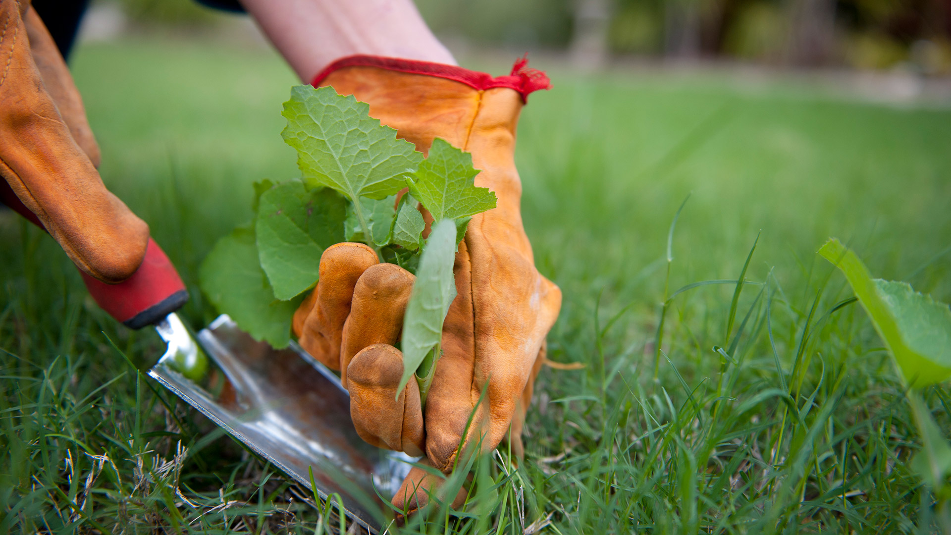 Hand-Pulling Pesky Weeds Is a Great Way to Make the Problem Worse