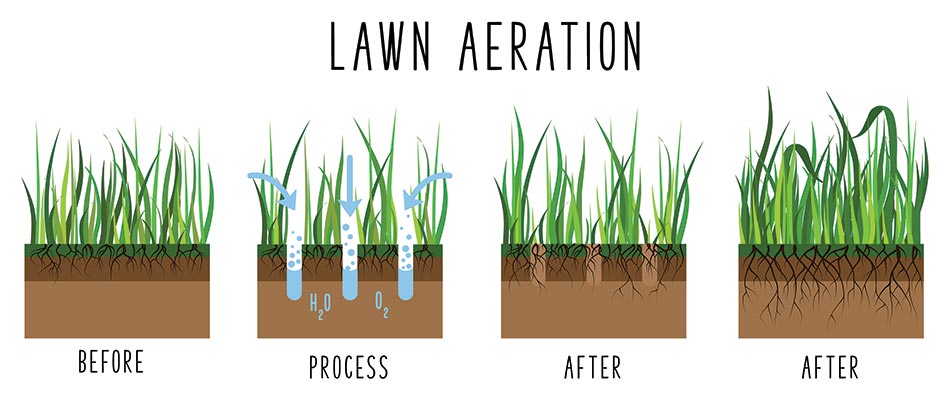 Lawn aeration infographic for core aeration services in Mansfield, OH.