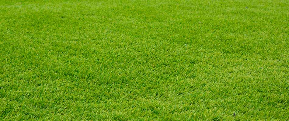 Lush, green lawn grass with regular lawn care near Lexington, OH.