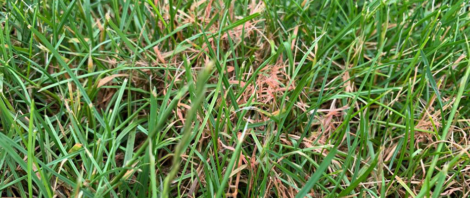 Red thread lawn disease on our potential customer's lawn in Ashland, OH.