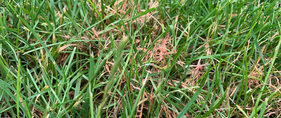 Keep Your Eye Out for These 2 Winter Lawn Diseases | Ohio Green Lawn & Pest