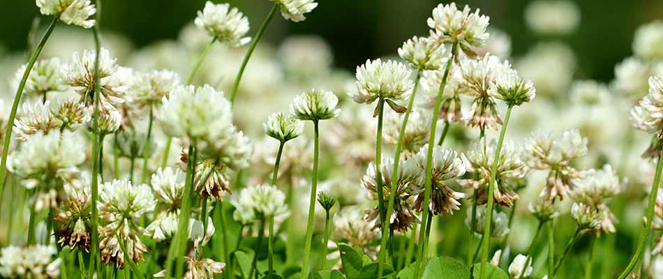 White clover weeds overrunning a yard in Ashland, OH.