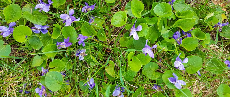 Wild violet weeds growing in yard near Ashland, Ohio.