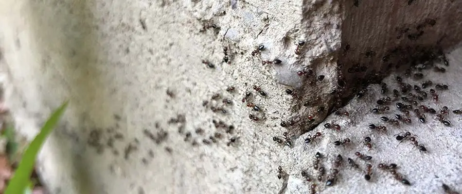 Ants crawling up the side of a house into a crack in Wooster, OH.