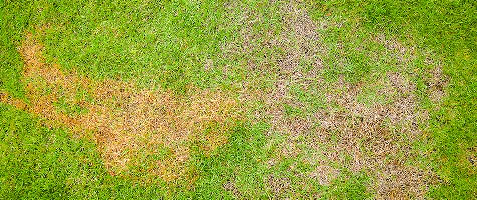 Brown patch lawn disease near Wooster, Ohio.