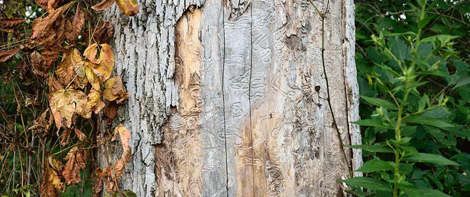 Emerald ash borer damage to a tree trunk outside Mansfield, OH.