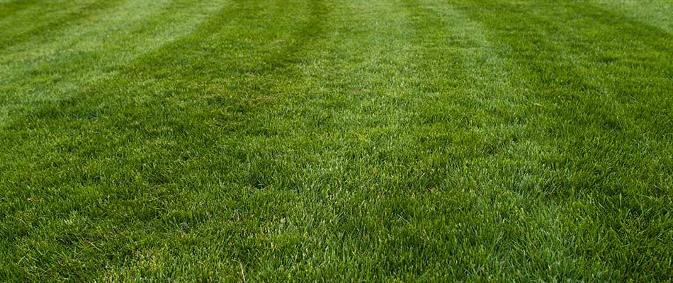 Green, healthy lawn with fertilization lawn services in Mansfield, Ohio.