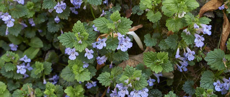 Ground ivy invading a landscape bed near Mansfield, OH.