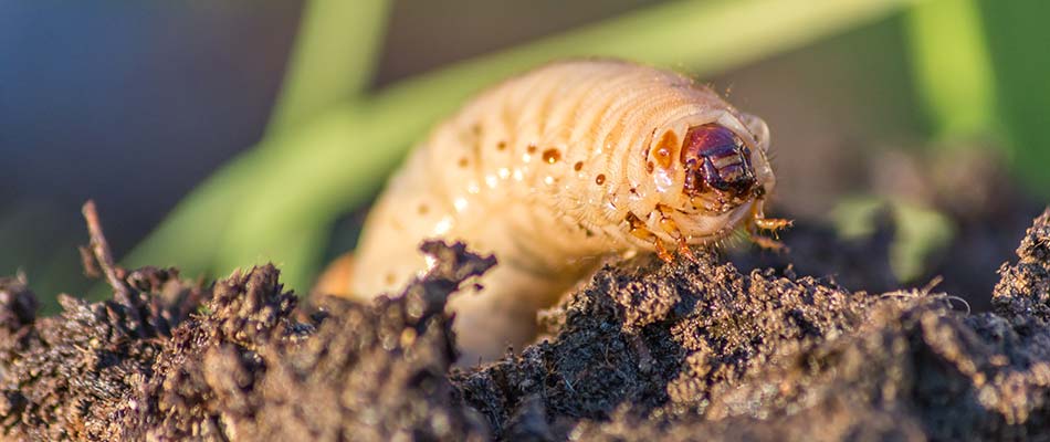 A grub walking on a patch of soil in Perrysville, OH.