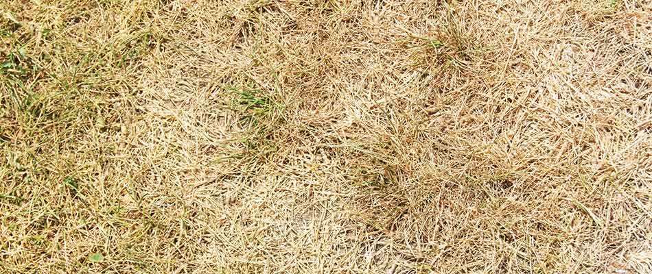 Lawn disease killing grass at a property in Mansfield, Ohio.