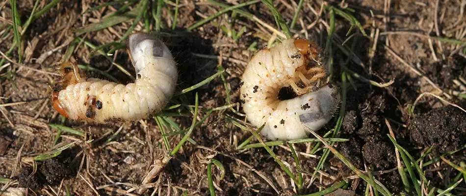 Lawn grub worms seen in grass and soil near Wooster, Ohio.