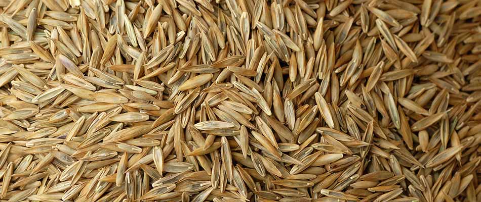 A pile of grass seeds.