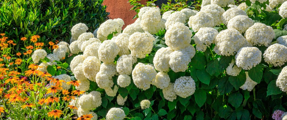 White hydrangeas blooming at a home in Mansfield, OH.