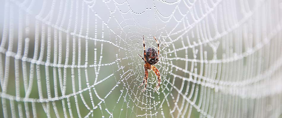 A black, red, and orange spider on a web.
