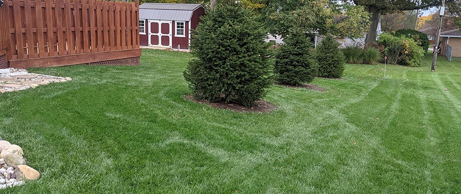 Thick, green lawn with evergreen trees and a wooden fence in Bucyrus, OH.