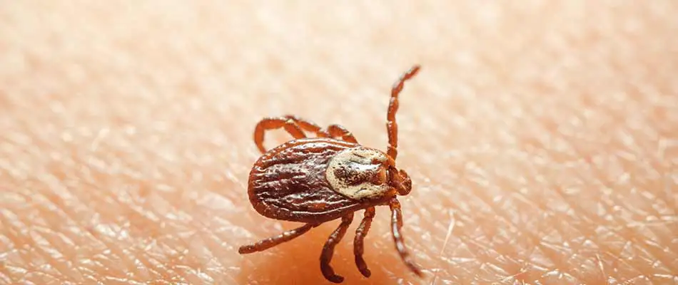 A tick crawling on someone's hand in Bellville, Ohio.