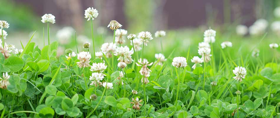 White clover overgrown in a landscape bed near Mansfield, OH.